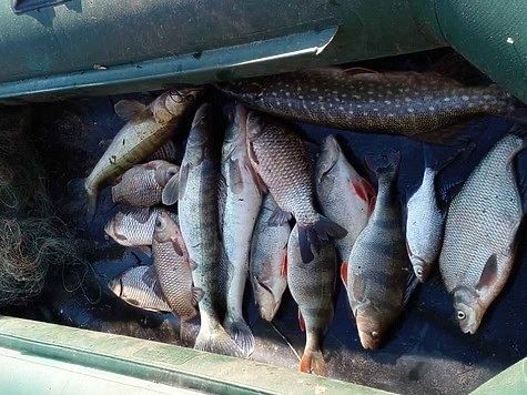 Азово-Черноморская рыбоохрана зафиксировала 35 уголовных нарушений