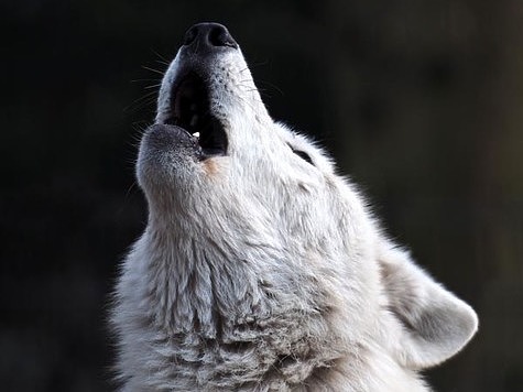 Гибкость в смене рациона питания спасла волков