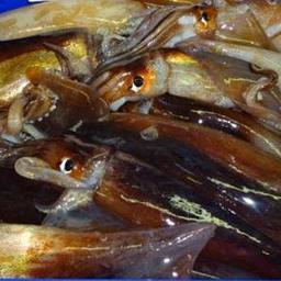 Китай принял новые меры для защиты запасов кальмара