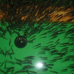 Реки Камчатки принимают лососевых мальков