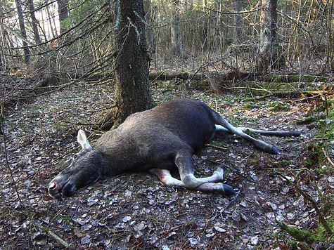 Три лося пали жертвами браконьеров