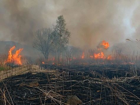 Новосибирская область предложила скорректировать сроки весенней охоты из-за пожаров